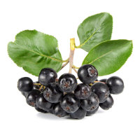 Białas Szkółka drzew i krzewów owocowych