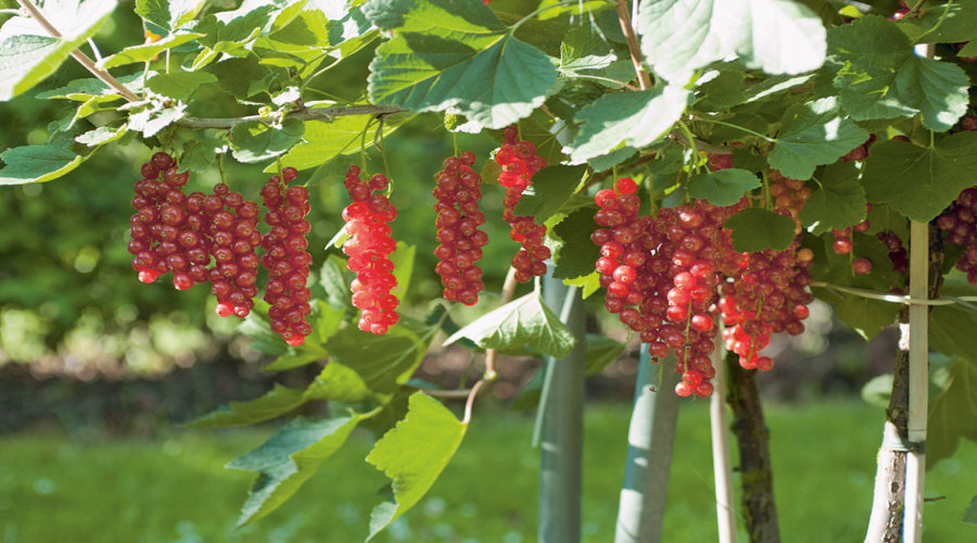 Baumschule für Pflanzen, Sträucher, Setzlinge: Stachelbeere, Apfelbeere, Johannisbeere, Hasel - Polen  02