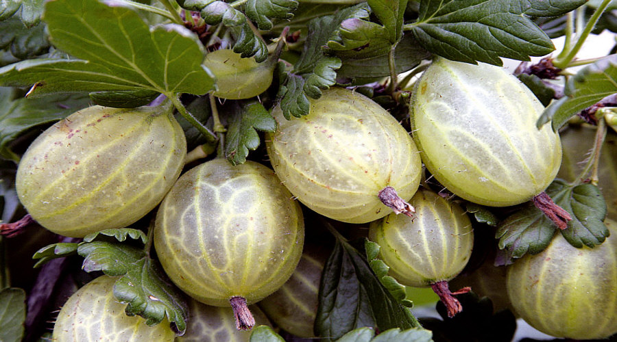 Baumschule für Pflanzen, Sträucher, Setzlinge: Stachelbeere, Apfelbeere, Johannisbeere, Hasel - Polen  07