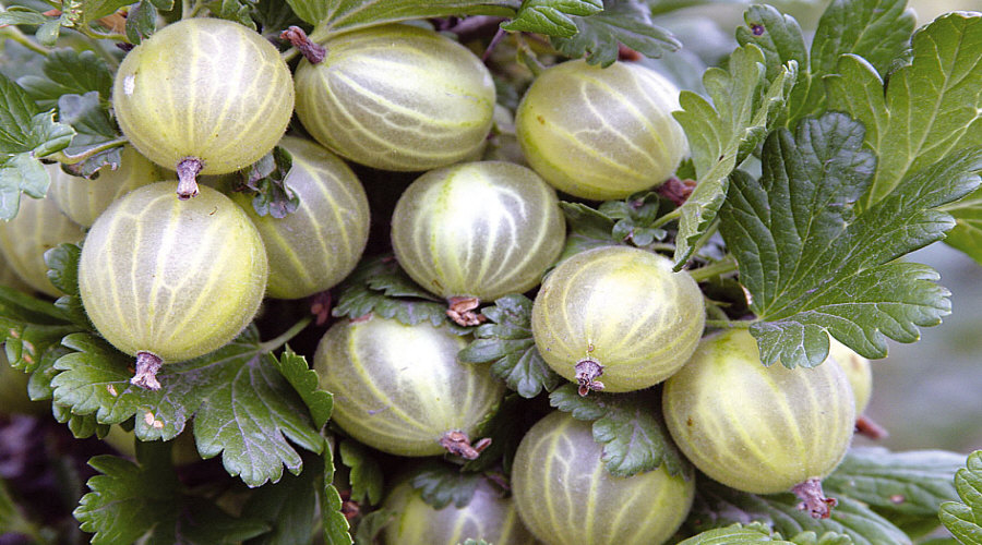 Baumschule für Pflanzen, Sträucher, Setzlinge: Stachelbeere, Apfelbeere, Johannisbeere, Hasel - Polen  08