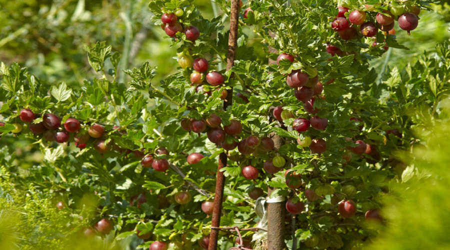 Baumschule für Pflanzen, Sträucher, Setzlinge: Stachelbeere, Apfelbeere, Johannisbeere, Hasel - Polen  09
