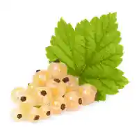 Johannisbeere1