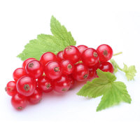 Holenderska Czerwona (ISK)